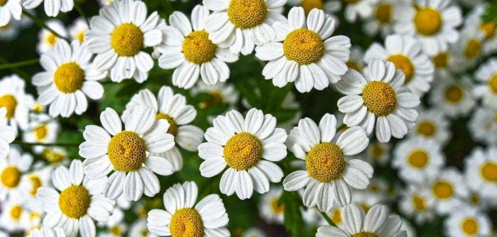 What does chamomile taste like