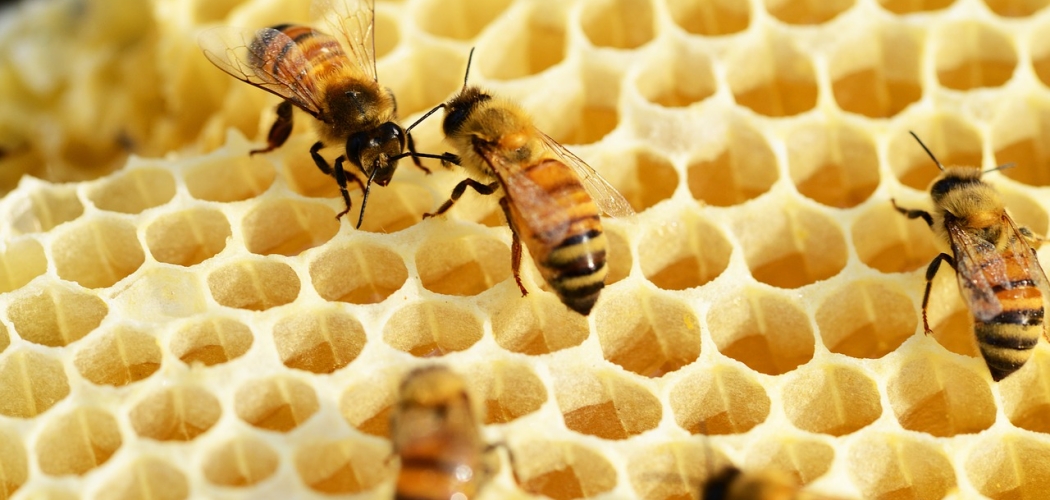 What Does Taste Like? History And Benefits Food Fact