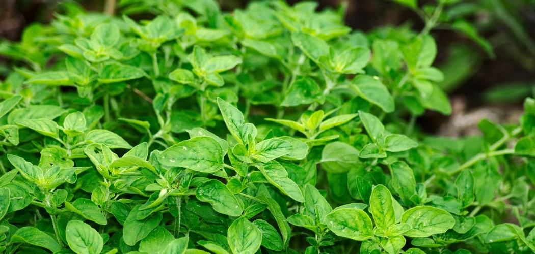 What Does Oregano Taste Like? In Cooking And Recipes Food Fact